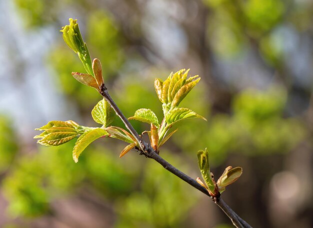 Folhas jovens na árvore da primavera