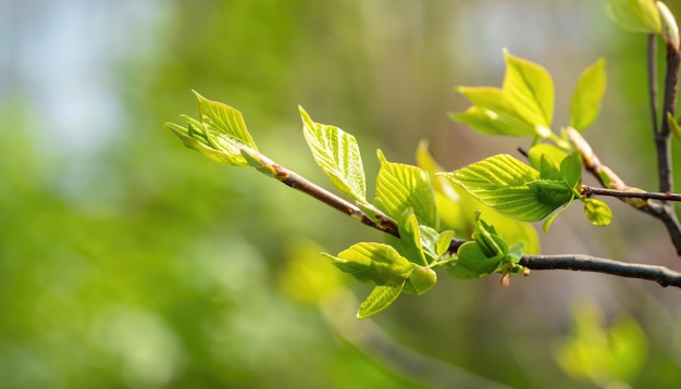 Folhas jovens na árvore da primavera