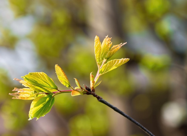 Foto folhas jovens na árvore da primavera