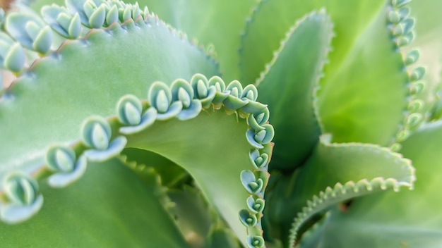 folhas Kalanchoe daigremontiana plantas mães de milhares natureza papel de parede