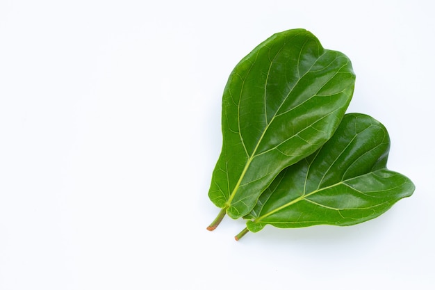 Folhas liradas do ficus na parede branca.