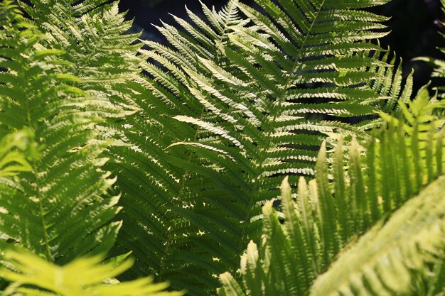 Folhas longas de samambaia de arbusto verde Textura da natureza ensolarada