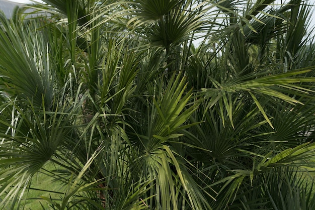 Folhas longas finas verdes Planta com folha estreita