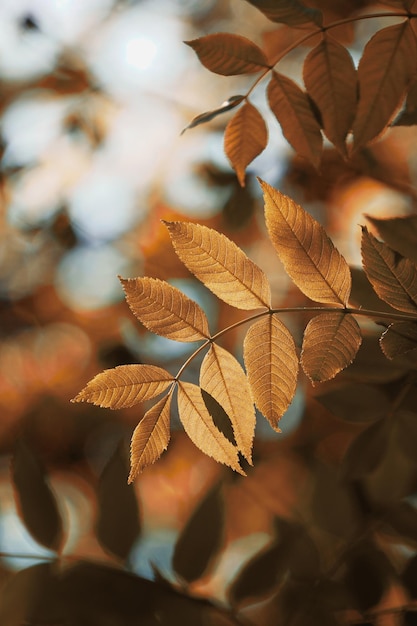 Folhas marrons de árvores nas folhas de outono da temporada de outono