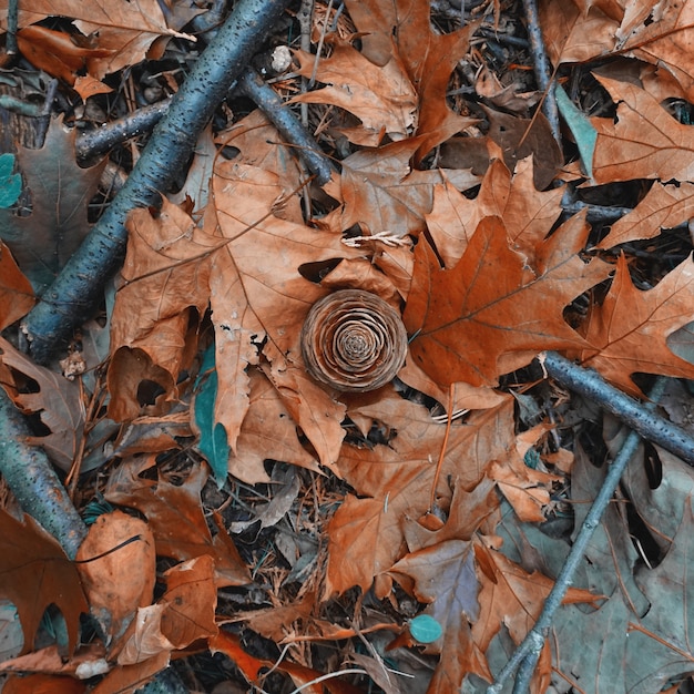 Folhas marrons e pinha no solo na temporada de outono