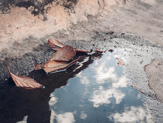 Folhas marrons secas estão em uma poça refletindo o céu nublado