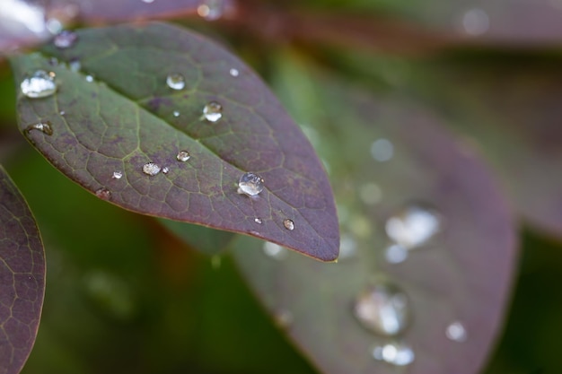 Folhas molhadas com muitas gotas de água