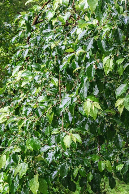 Folhas molhadas da árvore com gotas de água após a chuva Padrão e textura da folhagem molhada