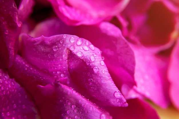 Folhas molhadas de rosa selvagem rosa com gotas de água