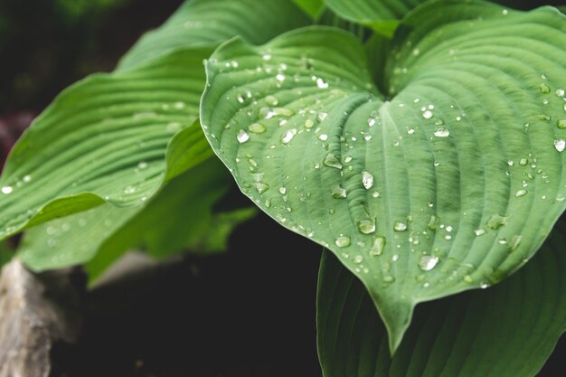 Folhas molhadas do hosta azul após a chuva. hosta no jardim.