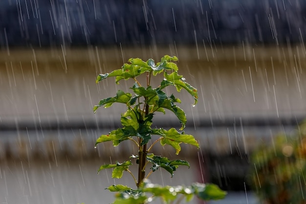 Folhas molhadas sob a chuva