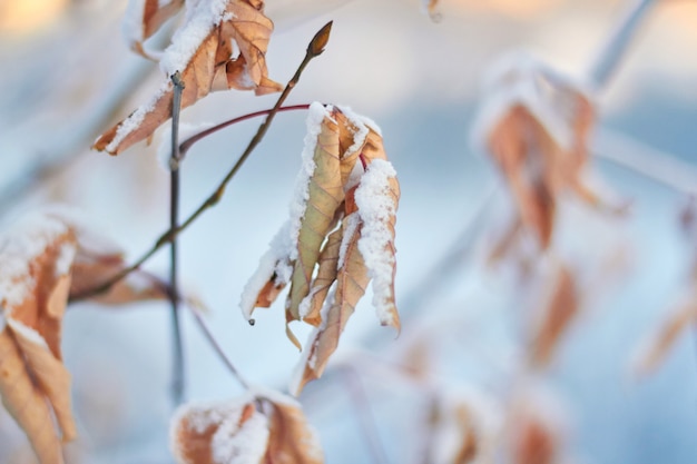 Folhas mortas na neve contra o pôr do sol. um pôr do sol suave de inverno