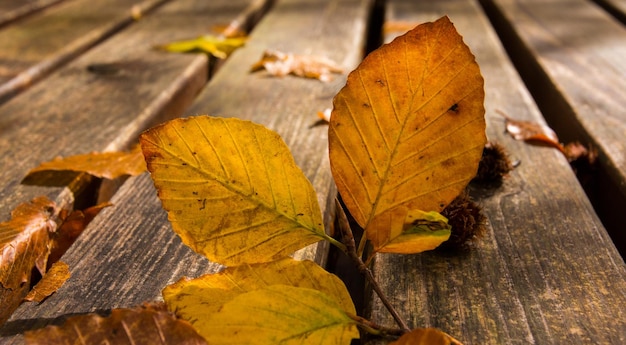 Foto folhas mortas no banco folhagem de fundo de outono e outono no parque nacional monti simbruini lazio itália