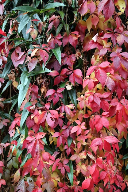 Foto folhas mudando de cor no outono
