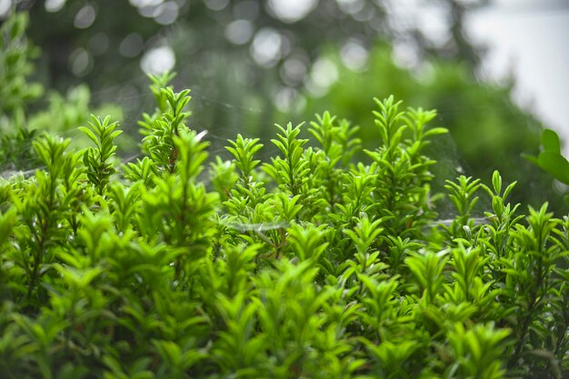 Folhas muito pequenas e verdes durante a primavera: as plantas ornamentais do jardim florescem na primavera.