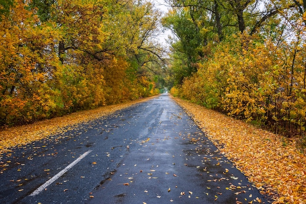 Folhas na estrada chuvosa