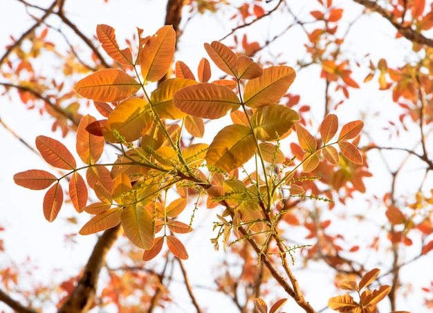 folhas novas coloridas na primavera