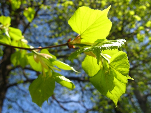 Folhas novas de Linden