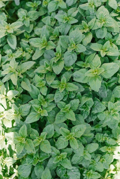 Folhas novas de orégano verde-claro e peludas Origanum vulgare Orégano fresco crescendo no jardim de ervas