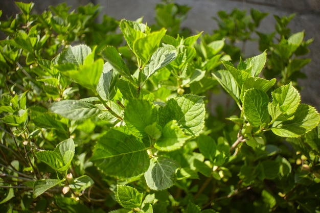 Folhas novas que nascem na primavera sobre um arbusto usado como planta ornamental em um jardim.