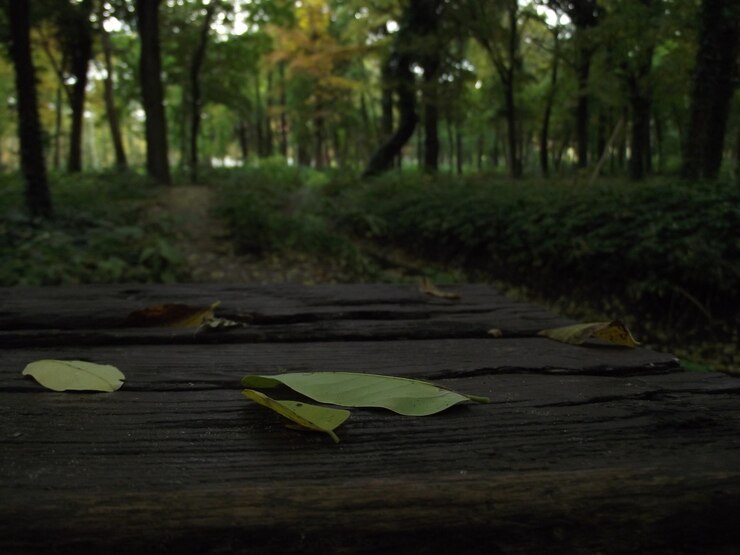 Foto folhas numa árvore molhada na floresta