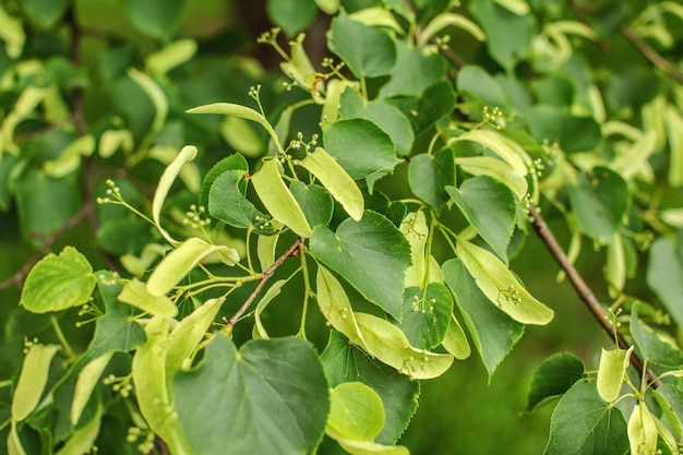 Folhas pequenas de limão (Tilia cordata) e frutos crescendo em galhos de árvores