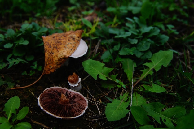 Folhas por fungos na floresta