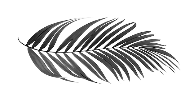 Foto folhas pretas de palmeira isoladas no fundo branco