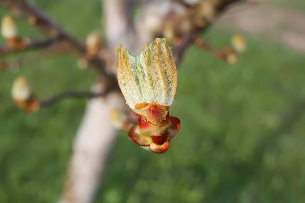 Folhas primaveris do castanheiro aesculus hippocastanum no fundo da natureza