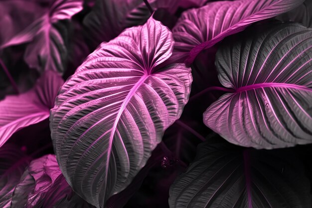 Folhas roxas em um jardim com fundo roxo