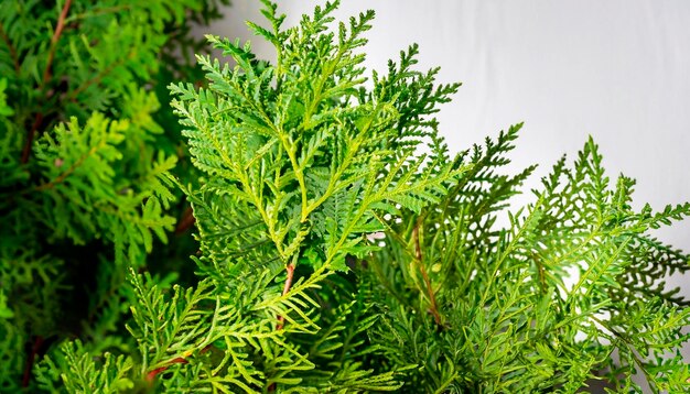 Folhas Árvore Ramos jovens verdes de Thuja