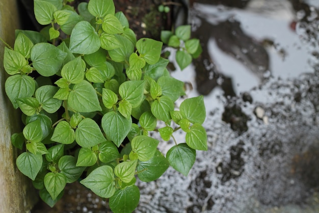 folhas são verdes