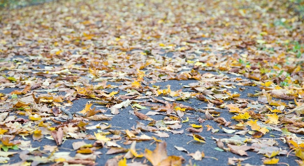 Folhas secas absortas em pavimento asfáltico