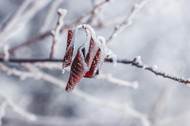 Folhas secas cobertas de gelo em um galho de árvore no inverno