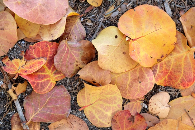 Folhas secas coloridas caídas no chão da floresta ou no parque