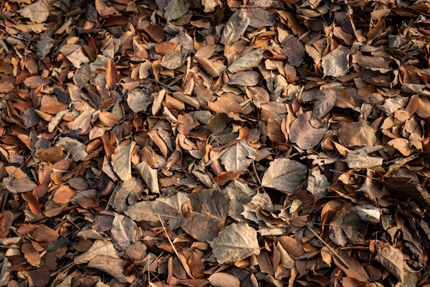 Folhas secas coloridas da árvore caíram no chão debaixo da árvore na temporada de outono