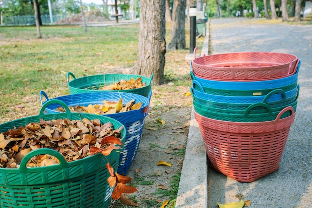 Folhas secas de laranja caídas são coletadas em cestos de plástico na rua ou no parque