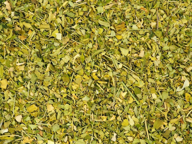 Folhas secas de Moringa oleifera como pano de fundo