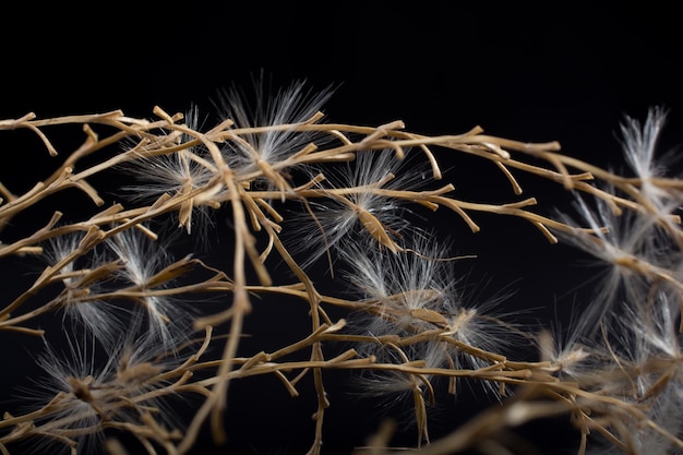 Folhas secas de outono à vista