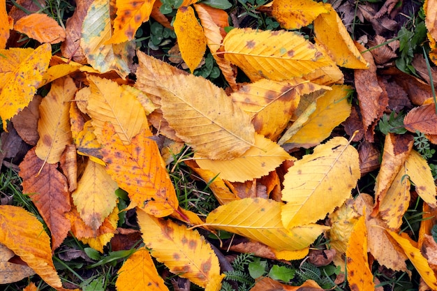 Folhas secas de outono caídas na floresta no chão
