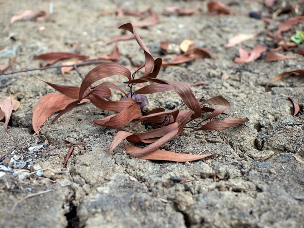 Folhas secas de plantas de acácia no chão da floresta tropical Antecedentes naturais