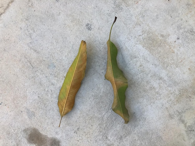 Folhas secas isoladas em um fundo branco