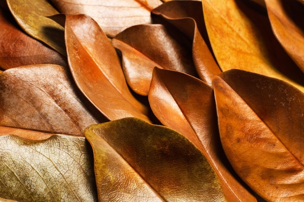 Folhas secas marrons em uma visão de perto