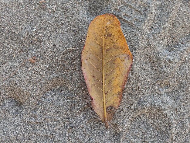 folhas secas na areia branca