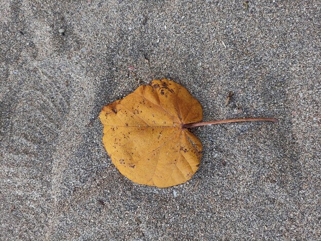 folhas secas na praia