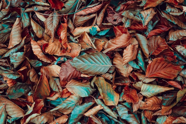 folhas secas no chão no outono