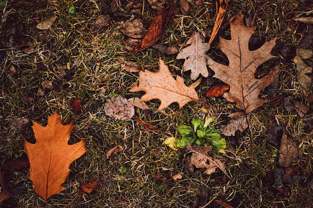Folhas secas no solo no clima frio do outono e no outono