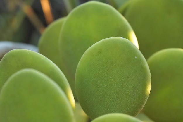 Folhas suculentas verdes grossas de Xerosicyos danguyi - também conhecido como Silver Dollar - planta que cresce em Madagascar. A maior parte da flora é endêmica nesta ilha