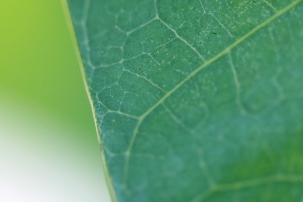 Folhas textura de fundo, close-up, macro