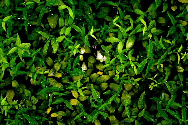 Folhas tropicais abstratas textura de folhas verdes